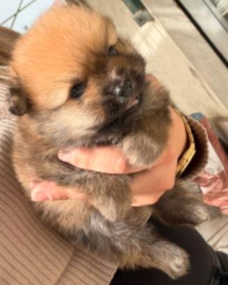 Cucciolo di teacup,2 mesi maschietto