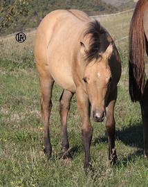 REMUDA BEAUTY BUCKY 