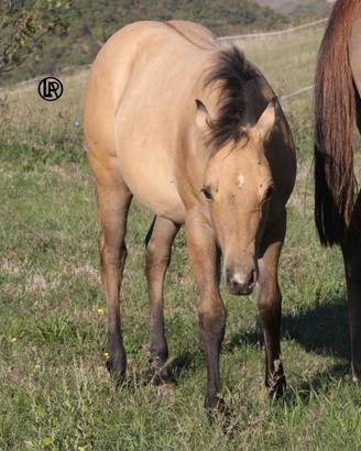 REMUDA BEAUTY BUCKY 