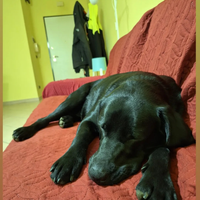 Labrador nero femmina