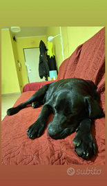 Labrador nero femmina