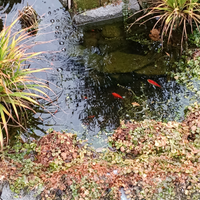 Pesci rossi da laghetto