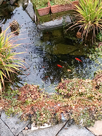 Pesci rossi da laghetto