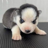 Siberian Husky cuccioli pronti