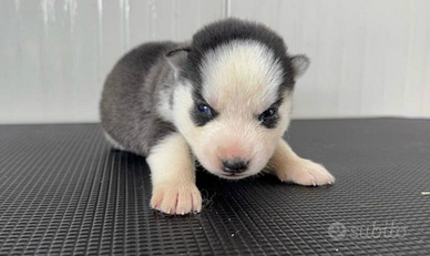 Siberian Husky cuccioli pronti