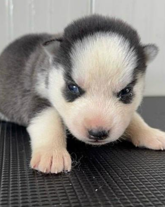 Siberian Husky cuccioli pronti