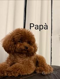 Barboncini mini toy