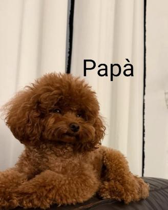 Barboncini figli di mini toy