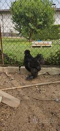 Gallo moroseta