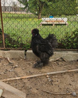 Gallo moroseta