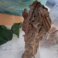 Disponibili geco gargoyle (Rhacodactylus auri