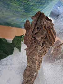Disponibili geco gargoyle (Rhacodactylus auri