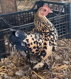 Galline nane calzate