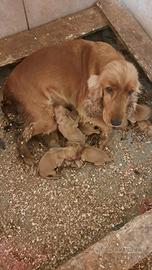 Cuccioli di cocker spaniel fulvi e neri