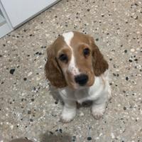 Cocker spaniel inglese bianco lemon