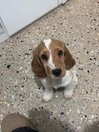 Cocker spaniel inglese bianco lemon