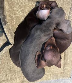 Bassotti kaninchen Isabelle tan