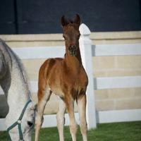 Puledrino purosangue arabo