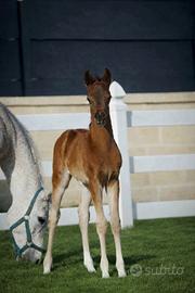 Puledrino purosangue arabo