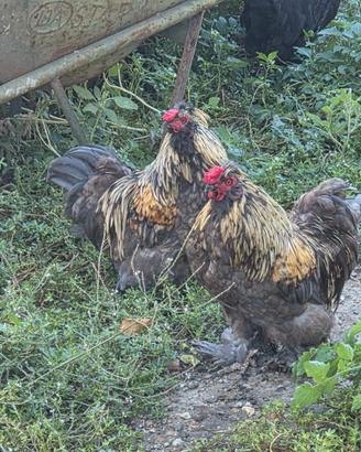 Coppia galletti brahma
