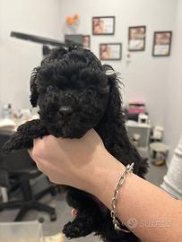 Barboncino toy silver