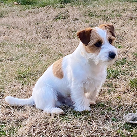 Jack russell terrier per accoppiamento