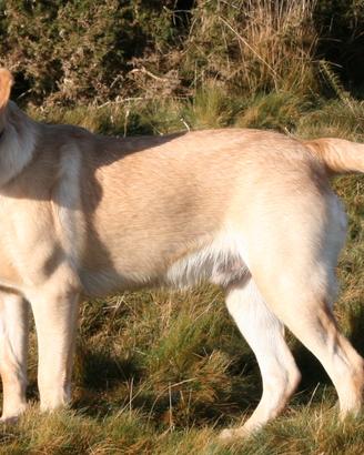 Labrador