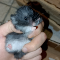 Cucciola criceto