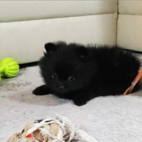 Spitz di Pomerania nera femminuccia