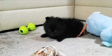 Spitz di Pomerania nera femminuccia