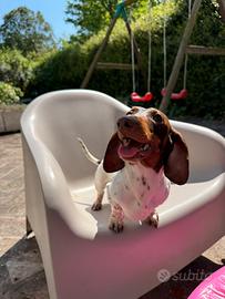 Bassotto piebald per monta