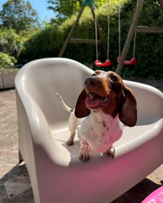 Bassotto piebald per monta