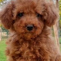 Barboncini con pedigree Enci