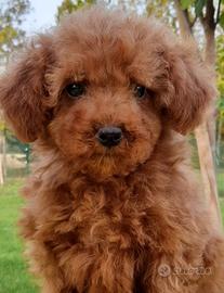 Barboncini con pedigree Enci