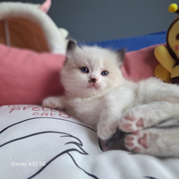 Cucciola Ragdoll con pedigree