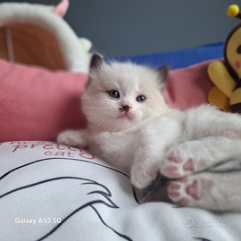 Cucciola Ragdoll con pedigree