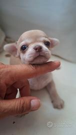 Chihuahua
