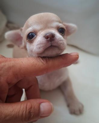 Chihuahua
