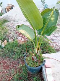 pianta 