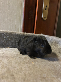 Cavie porcellini d'india