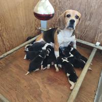 Cuccioli di Beagle con pedigree