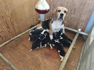 Cuccioli di Beagle con pedigree
