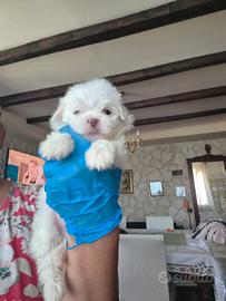 Cuccioli di Maltese