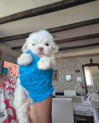 Cuccioli di Maltese