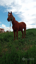 Cavallo