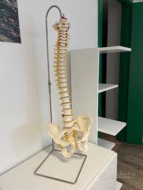 Colonna vertebrale