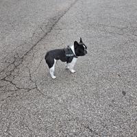 Maschio disponibile per monta