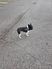 Maschio disponibile per monta