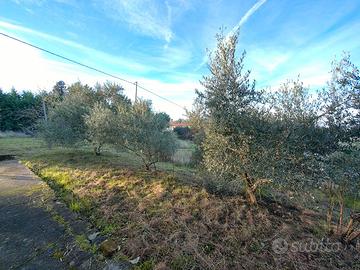 Ulivi Brisighella e leccino