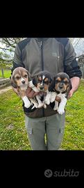Beagle cuccioli pura razza con pedigree enci